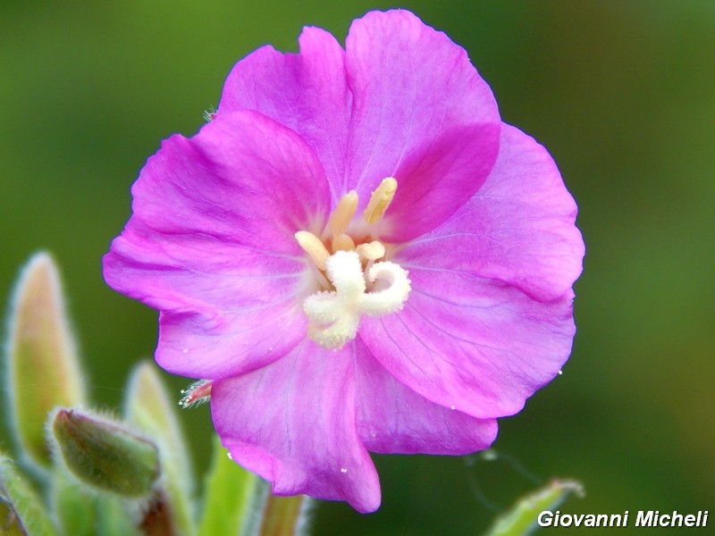 Epilobium hirsutum